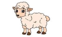 Jak narysować owcę