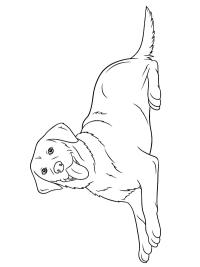 Wesoły labrador retriever