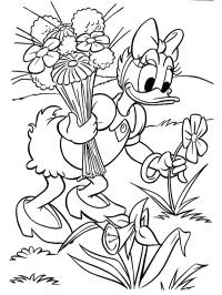 Kaczka Daisy zbiera kwiaty