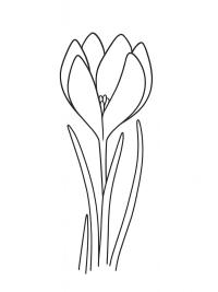 Szafran