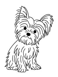 Yorkshire terrier