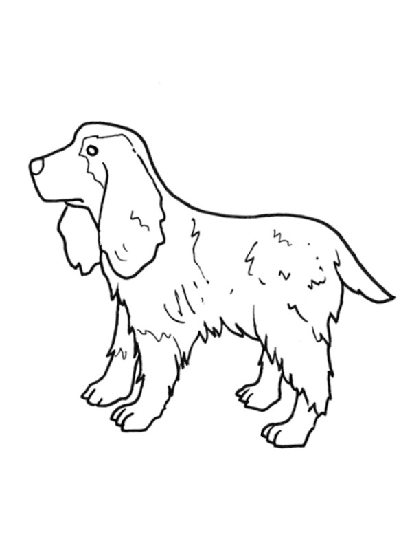 Cocker spaniel angielski kolorowanka